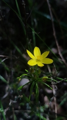 Tricoryne simplex