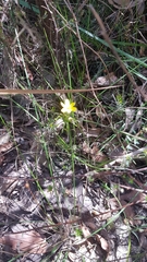 Tricoryne simplex