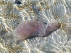 Aplidium