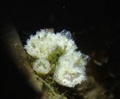 Aplidium