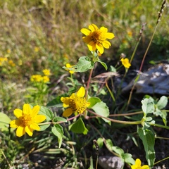 Heliopsis annua
