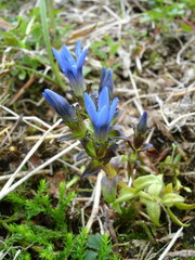 Gentiana nipponica