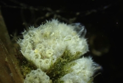 Aplidium