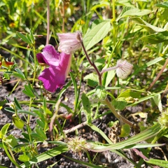 Proboscidea louisianica