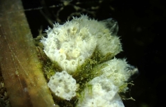 Aplidium