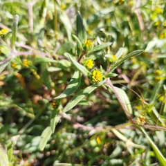 Melampodium sericeum