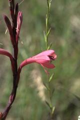 Watsonia meriana
