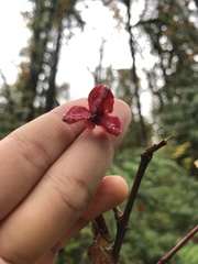 Euonymus occidentalis