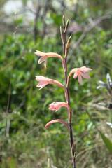 Watsonia meriana