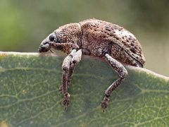 Oxyops fasciatus