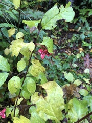 Euonymus occidentalis