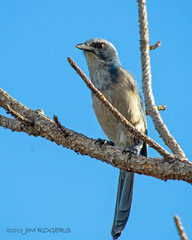Aphelocoma coerulescens