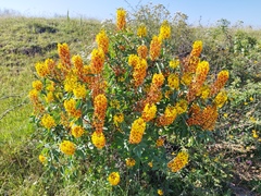Galphimia glauca