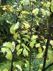 Euonymus occidentalis