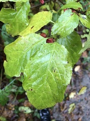 Euonymus occidentalis