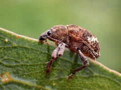 Oxyops fasciatus