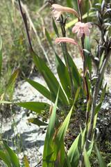 Watsonia meriana