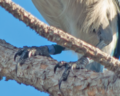 Aphelocoma coerulescens