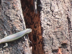 Trachylepis wahlbergii