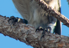 Aphelocoma coerulescens