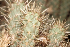 Cylindropuntia ganderi