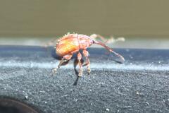 Nanophyinae