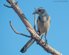 Aphelocoma coerulescens