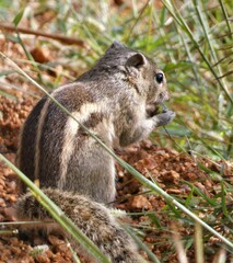Funambulus palmarum