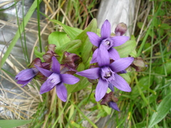 Gentianella auriculata