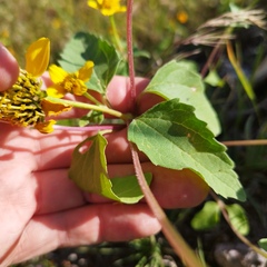 Heliopsis annua