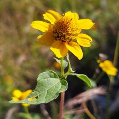 Heliopsis annua