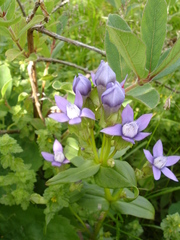 Gentianella auriculata