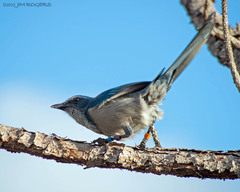 Aphelocoma coerulescens