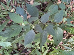 Lycianthes biflora