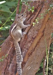 Funambulus palmarum