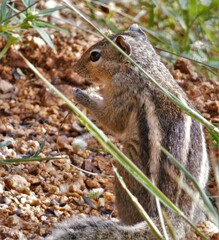 Funambulus palmarum