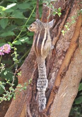 Funambulus palmarum