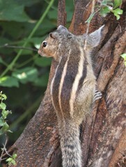 Funambulus palmarum