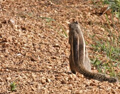 Funambulus palmarum