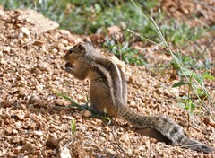 Funambulus palmarum