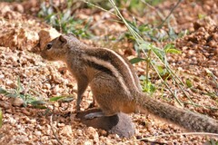 Funambulus palmarum