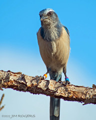 Aphelocoma coerulescens
