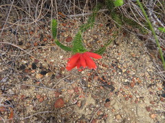 Erica cerinthoides cerinthoides