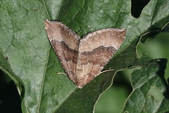 Larentia clavaria