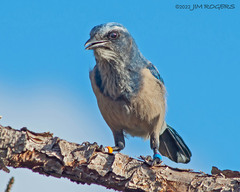 Aphelocoma coerulescens