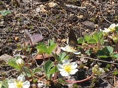 Callophrys johnsoni