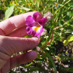 Proboscidea louisianica