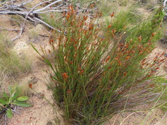 Willdenowia incurvata