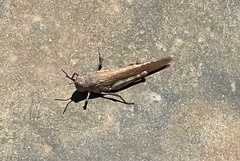Catantopinae