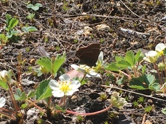 Callophrys johnsoni